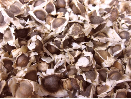 Natural Green Moringa Seeds for Oil Extraction